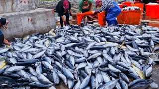 800！Skipjack Tuna Cutting Skills, Skipjack Tuna Massive Catching / 漁港大豐收！鰹魚切割技巧, 鰹魚大量捕撈 - 台灣海鮮