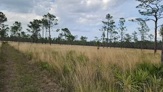 Florida Trail Okeechobee NOBO Day 11, Tracy Branch Camp to Jane Green Camp 3/8/2024