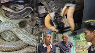 ANIM NA TAO NA ANG NAMAMATAY DAHIL SA DAMI NG COBRA