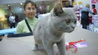 #2 Сatshow - выставка котов - британцы | funny video about cats