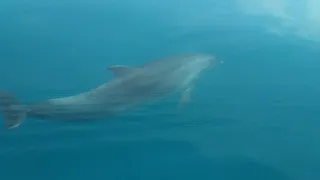 Мой день дельфина🐬