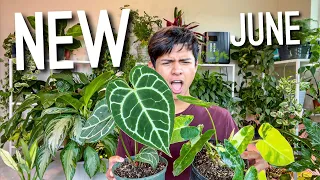 Uncommon & Rare Houseplant Haul | All the NEW Houseplants of June 2021 | Rare Indoor Plant Haul