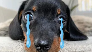 Don't Trust Cute Dachshund's Eyes! Funny Dogs Video Compilation!