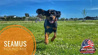Seamus 1 Year Old Hound Mix | Best Trained Dogs of OR | Portland Offleash K9 Training