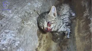Kitten falls 43 feet into a water well and cries for help for 5 DAYS! True Love Animals