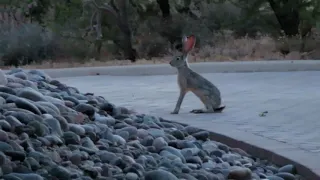 Super rare encounter with a huge Black-Tailed Jack Rabbit 06112019