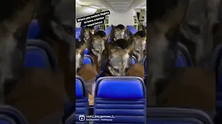 Would you go on this flight?? 😂😂🤣🤣🤣 #shorts #dogs #germanshepherd #dogsofyoutube #puppy #cute