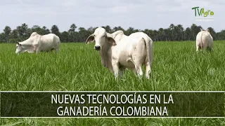 Nuevas tecnologias en la ganaderia colombiana - TvAgro por Juan Gonzalo Angel Restrepo