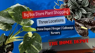 Big Box Store Houseplant Shopping Three Locations Home Depot Kroger Calloways Nursery Plants