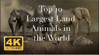 THE 10 LARGEST LAND ANIMALS IN THE WORLD