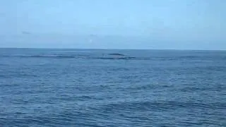 Rejsy morskie ze SKIFFem - Wieloryby part 2