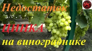 Как Определить недостаток ЦИНКА на винограднике