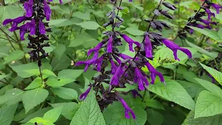 Salvia - my go-to plant! 10 different varieties in my garden