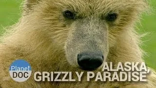 The Land of Giant Bears, Alaska, Grizzly Paradise | Nature - Planet Doc Full Documentaries