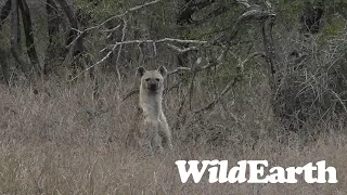 WildEarth - Sunset Safari - 24 August 2023