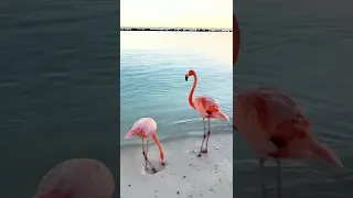 Фламинго ❤️