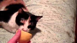 Cats HATE Lemons