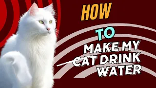 7 Parts to Help Your Cat DRINK WATER-How To Get Your Cat to Drink More Water