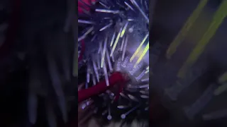 Diadema Setosum Eating Gracilaria Algae (Longspine Urchin)