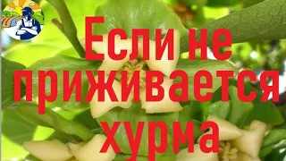 Вам не надоело покупать саженцы хурмы?