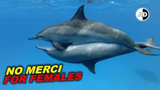 The Dark Secrets That Dolphins Don't Want You to Know!
