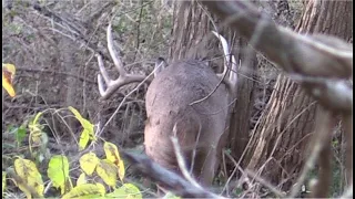 "THE WIDE ONE" : SELF-FILMED ARCHERY @7 YARDS