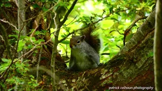 Grey squirrels at swans park