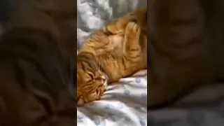 Funniest Animals 2023 Funniest Cats and Dogs part 36