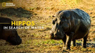Hippos in Search of Water | Animal Travels | हिन्दी | National Geographic