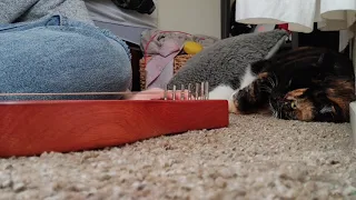 Playing a Donner 7 string Lyre harp for my cat