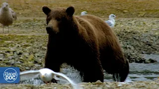 The story of the Kodiak Bear, one of the largest land carnivores on Earth