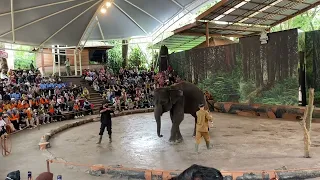 Show gajah🐘 // Taman Safari prigen Jawa timur📍