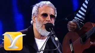 Yusuf Cat Stevens, Where Do The Children Play, Festival de Viña 2015 HD 1080p