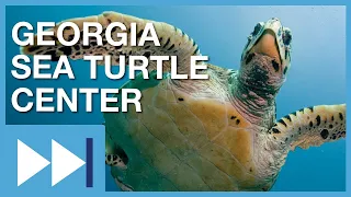 Saving the World's Sea Turtles: Georgia Sea Turtle Center | Fast Forward