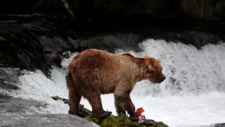 Brooks Falls - Bears & Salmon