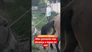 JUMENTO não alcança para COBRIR ÉGUA NO CIO