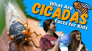 What Are CICADAS? The Loudest Bug In The World| Facts for Kids