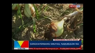 Sangkaterbang sibuyas, nabubulok na