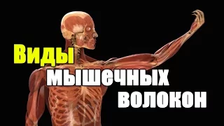 Виды мышечных волокон ОМВ. ГМВ. вГМВ.