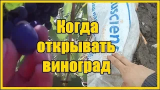 Выращивание винограда / Пора открывать  виноград 2019 / Когда открывать виноград после зимы