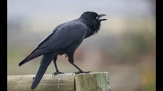 Australian (?) Raven Trug Swamp