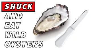 How to Shuck and Eat Wild Oysters - Free Oysters!