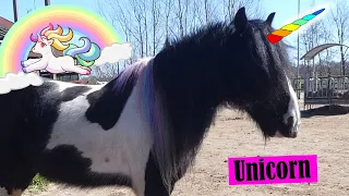 Making My Horse An Unicorn