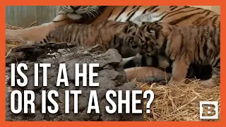 Cleveland Metroparks Zoo Unveils Genders of Adorable Tiger Cubs: A Boy and a Girl