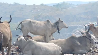 Rescuers won't give up on cow strangling at garbage dump.