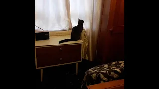 Cat sees Ghost on live video