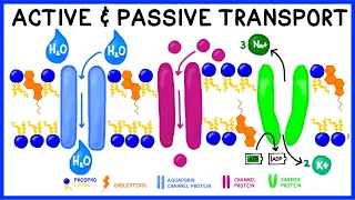 Active vs. Passive Transport: Compare and Contrast