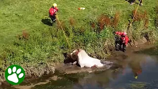 Beautiful Horse Lifted From River