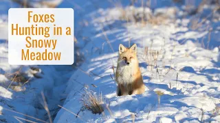 Foxes Hunting in a Snowy Meadow - Wonderful Wyoming Wildlife