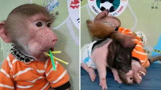 Monkey Funny TikTok video  2021 It will make you laugh 🤣🤣🤣 Part#1